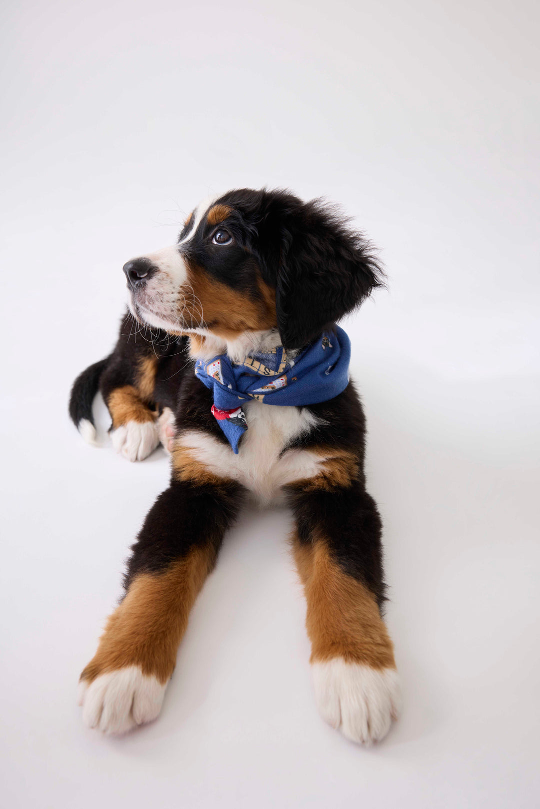 Bandana for dogs in dark blue with dog-game print. Exclusive style to support partnership with Love Leo Rescue.