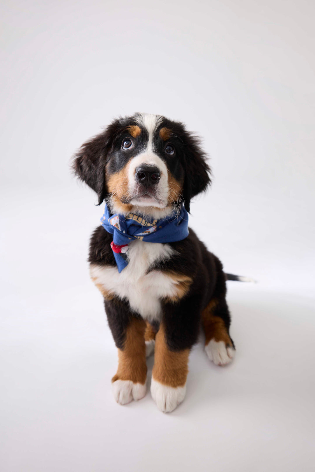 Bandana for dogs in dark blue with dog-game print. Exclusive style to support partnership with Love Leo Rescue.